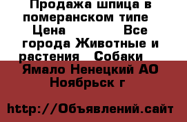 Продажа шпица в померанском типе › Цена ­ 20 000 - Все города Животные и растения » Собаки   . Ямало-Ненецкий АО,Ноябрьск г.